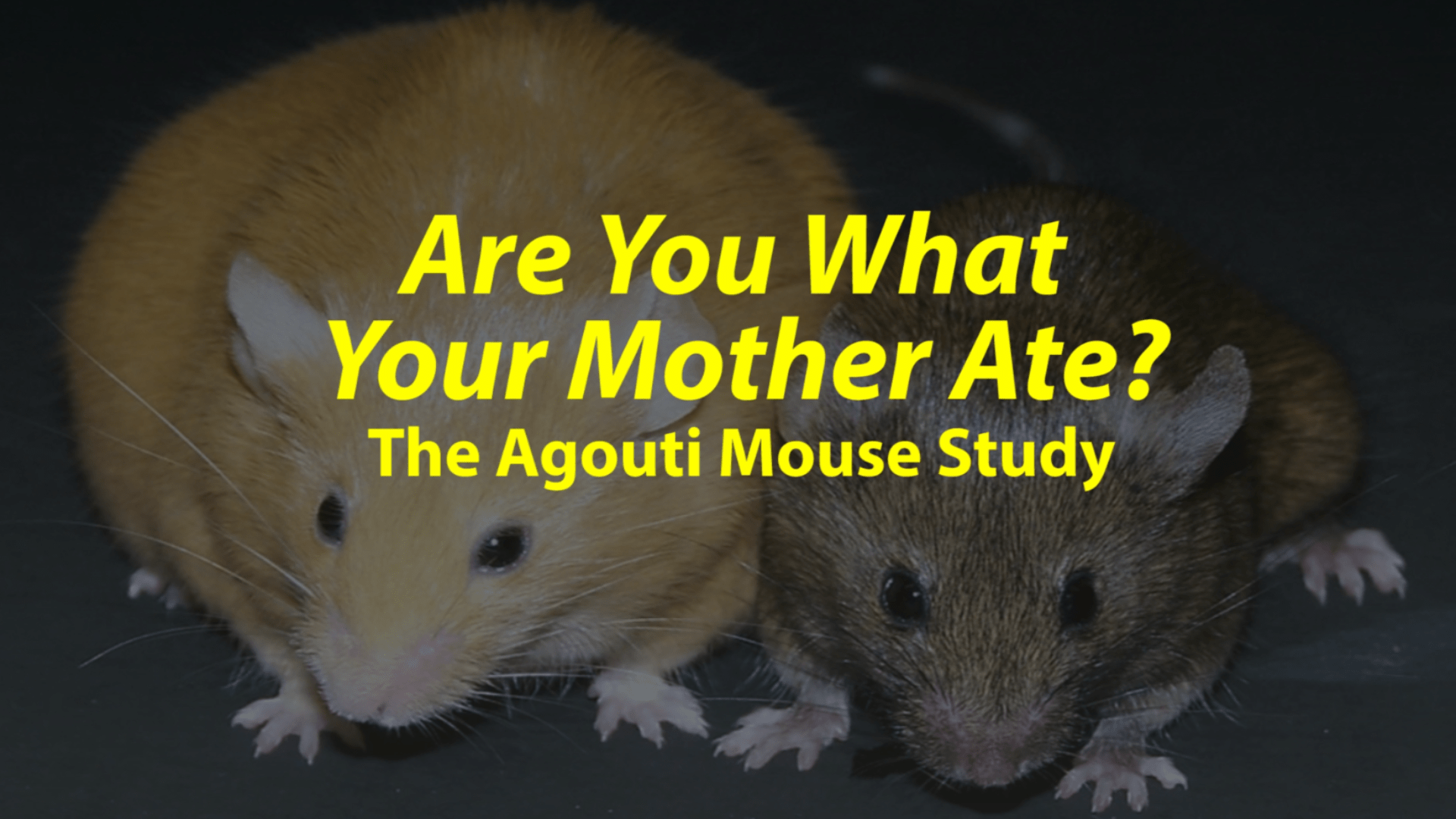 Mother ate. Agouti Yellow Mice.